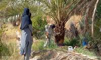 ردیابی و کنترل آفت سوسک سرخرطومی حنایی در نخیلات شهرستان حاجی آباد