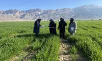 حفظ امنیت غذایی با پایش مستمر مزارع گندم هرمزگان 