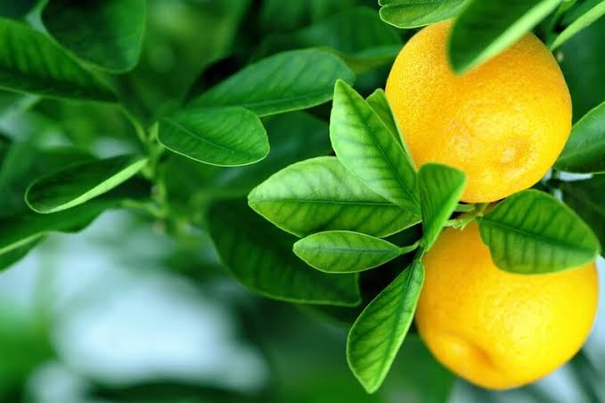  ابلاغ دستورالعمل اجرایی مدیریت بیماری ویروس رگبرگ روشنی زرد مرکبات